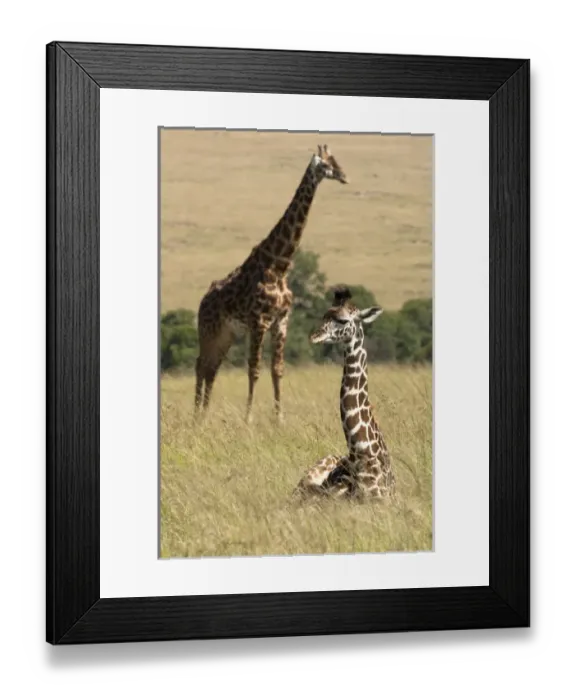 Framed Print : Africa, Kenya Framed Print : Africa, Kenya