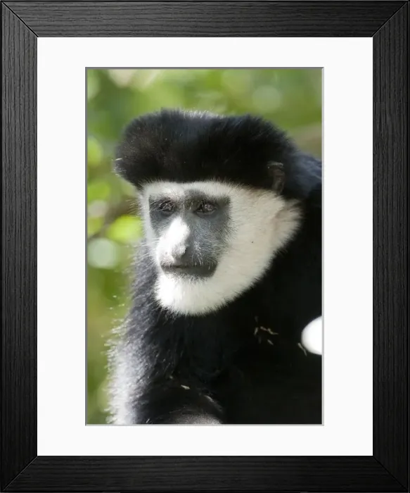 Framed Print : Black and White Colobus Monkey, Colobus guereza, sitting in a tree in the Masai Mara GR, Kenya Framed Print : Black and White Colobus Monkey, Colobus guereza, sitting in a tree in the Masai Mara GR, Kenya