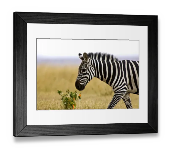 Framed Print : Africa, Kenya Framed Print : Africa, Kenya