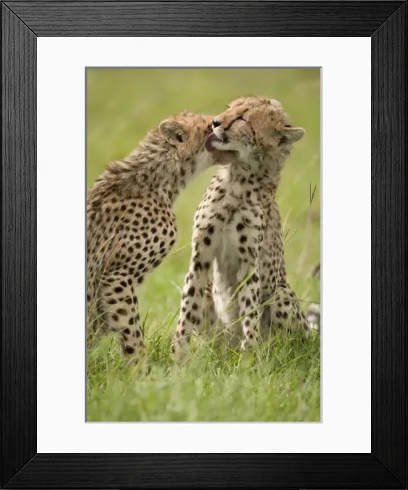 Framed Print : Africa, Kenya Framed Print : Africa, Kenya