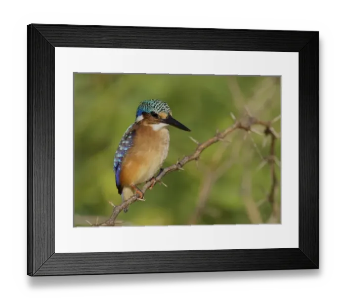 Framed Print : Africa, Kenya Framed Print : Africa, Kenya