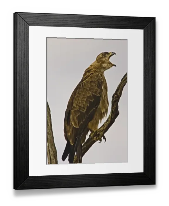Framed Print : A Tawny Eagle purched on a branch above the Msai Mara Kenya. (RF) Framed Print : A Tawny Eagle purched on a branch above the Msai Mara Kenya. (RF)