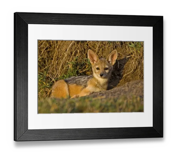 Framed Print : Silver-backed Jackals careing for each other in the brush of Msai Mara Kenya Framed Print : Silver-backed Jackals careing for each other in the brush of Msai Mara Kenya