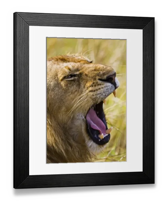 Framed Print : Africa, Kenya Framed Print : Africa, Kenya