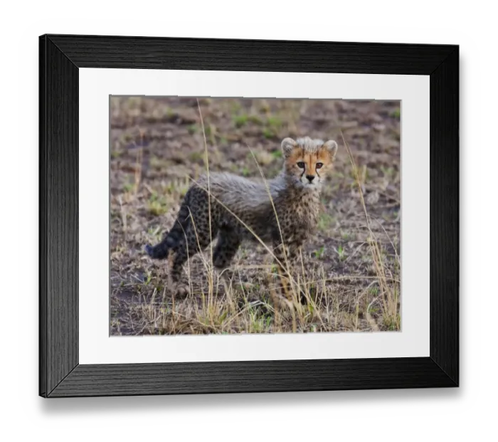 Framed Print : Cheetah Cub (Acinonyx Jubatus) as seen in the Masai Mara