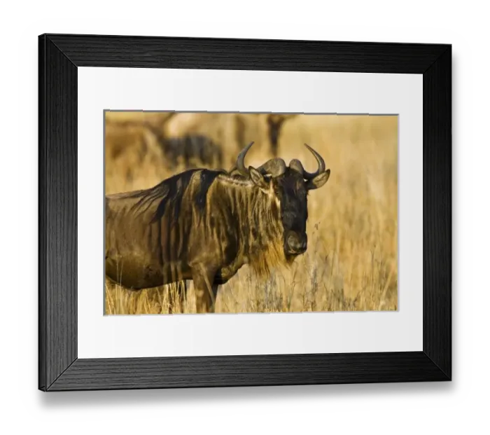 Framed Print : Africa, Kenya Framed Print : Africa, Kenya