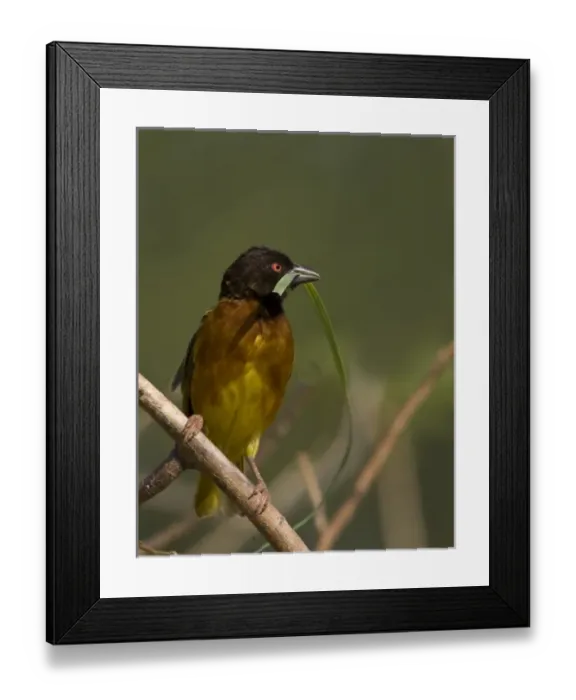 Framed Print : Kenya. Brown-capped weaver bird with nesting material in beak Framed Print : Kenya. Brown-capped weaver bird with nesting material in beak
