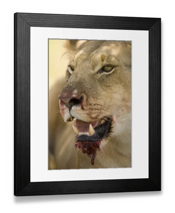 Framed Print : Africa, Kenya Framed Print : Africa, Kenya