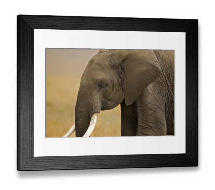 Framed Print : Africa, Kenya Framed Print : Africa, Kenya