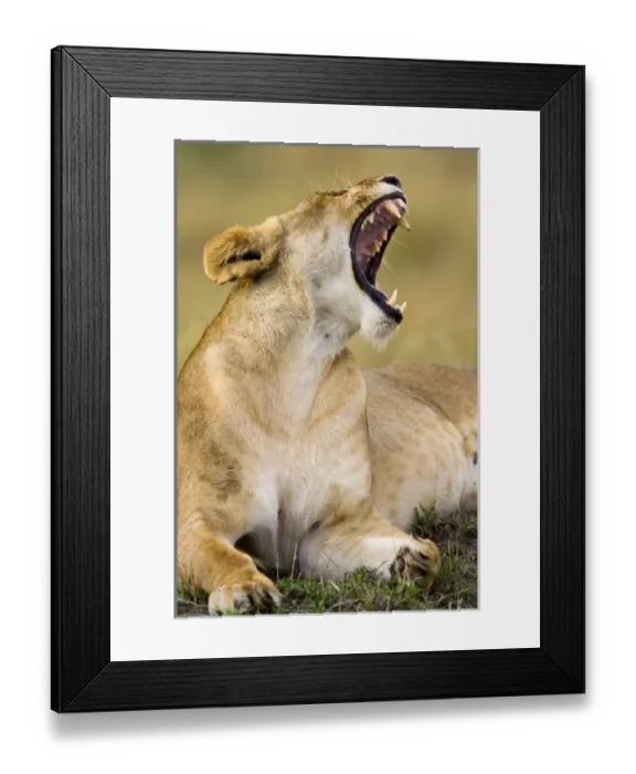 Framed Print : Africa, Kenya Framed Print : Africa, Kenya