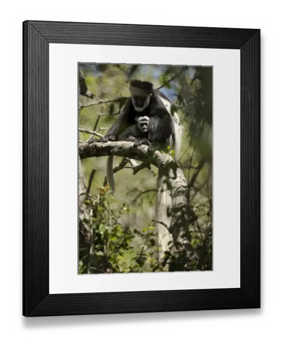 Framed Print : Africa, Kenya Framed Print : Africa, Kenya