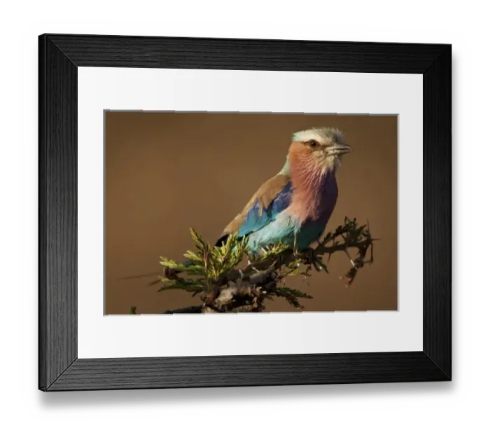 Framed Print : Kenya, Masai Mara Game Reserve. Lilac-breasted Roller (Coracias caudata) sitting Framed Print : Kenya, Masai Mara Game Reserve. Lilac-breasted Roller (Coracias caudata) sitting