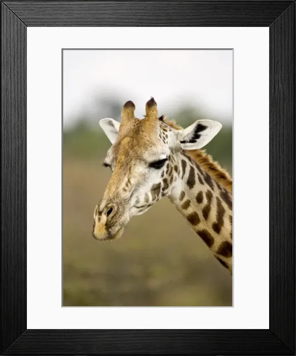 Framed Print : Msai Giraffe walking through trees feading themselves in the Msai Mara Framed Print : Msai Giraffe walking through trees feading themselves in the Msai Mara