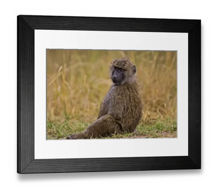 Framed Print : Africa, Kenya Framed Print : Africa, Kenya