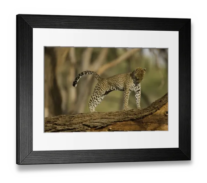 Framed Print : Africa, Kenya Framed Print : Africa, Kenya