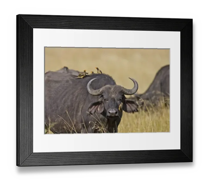Framed Print : Africa, Kenya Framed Print : Africa, Kenya