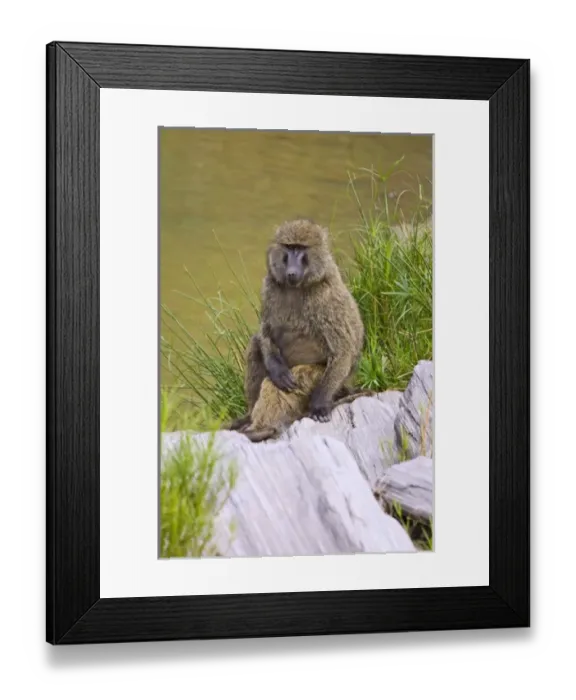 Framed Print : Africa, Kenya