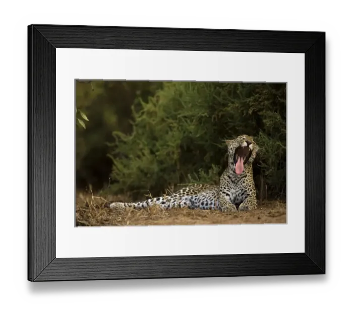Framed Print : African Leopard, Panthera pardus, yawning in the Masai Mara GR, Kenya, East Africa Framed Print : African Leopard, Panthera pardus, yawning in the Masai Mara GR, Kenya, East Africa