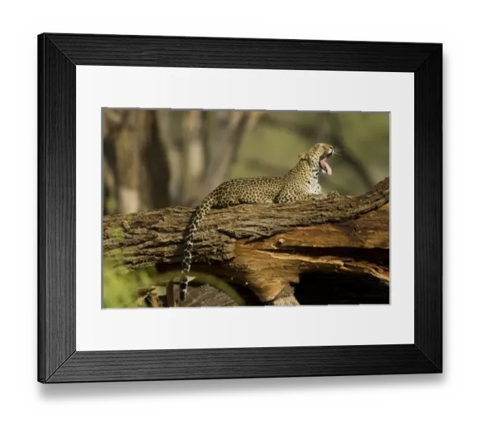 Framed Print : Africa, Kenya Framed Print : Africa, Kenya