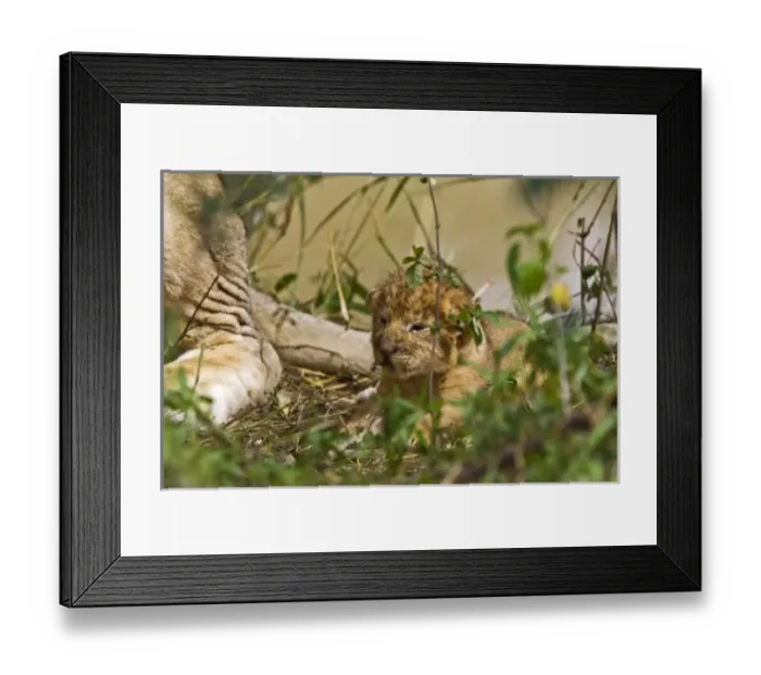 Framed Print : Africa, Kenya