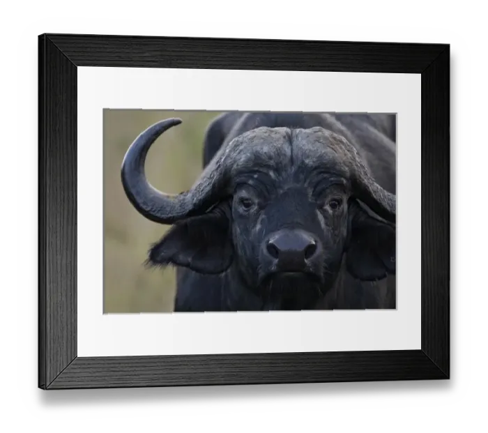 Framed Print : Kenya, Masai Mara National Wildlife Reserve, Keekorok Lodge. Cape buffalo portrait Framed Print : Kenya, Masai Mara National Wildlife Reserve, Keekorok Lodge. Cape buffalo portrait