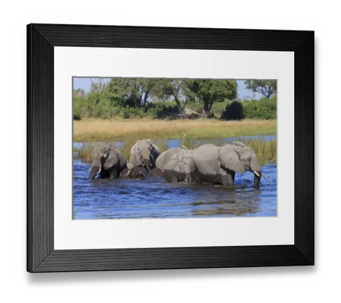 Framed Print : Herd of elephants stay close and follow the matriarch while crossing the river. Baby Framed Print : Herd of elephants stay close and follow the matriarch while crossing the river. Baby