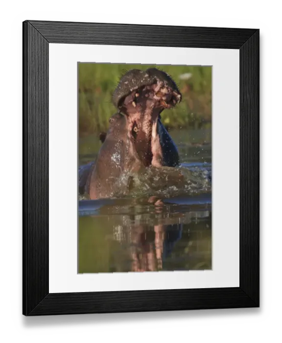Framed Print : Hippopotomus with wide open mouth creating mighty splash in the water hole Framed Print : Hippopotomus with wide open mouth creating mighty splash in the water hole