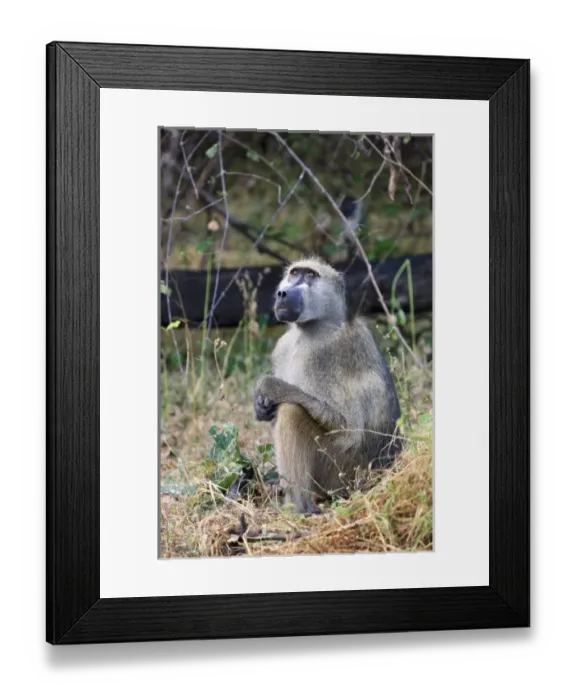 Framed Print : Africa, Botswana