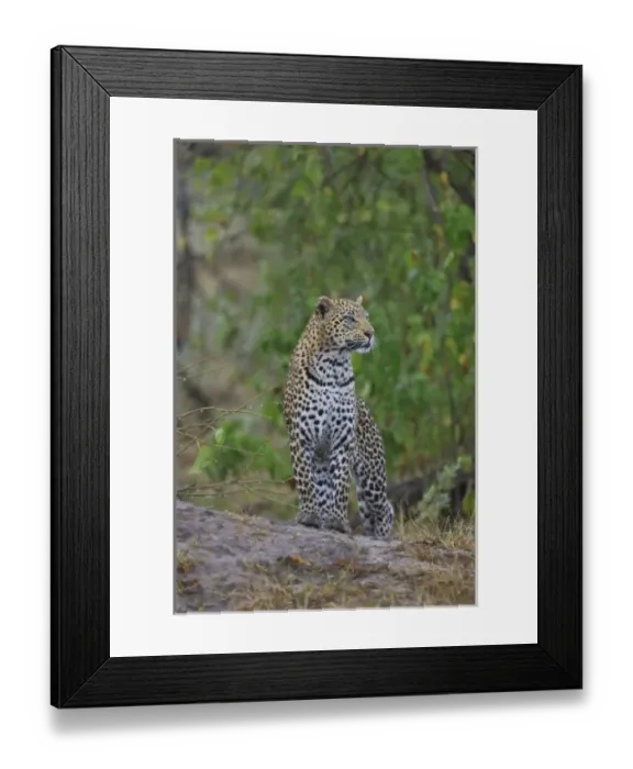 Framed Print : Africa, Botswana Framed Print : Africa, Botswana