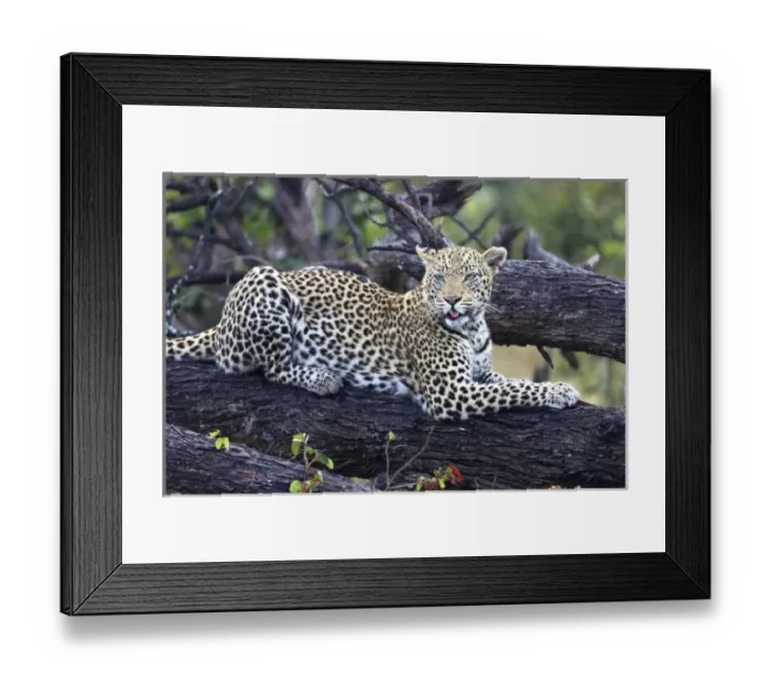 Framed Print : Africa, Botswana