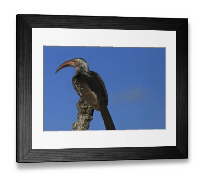 Framed Print : Red beaked Hornbill resting on a branch Framed Print : Red beaked Hornbill resting on a branch