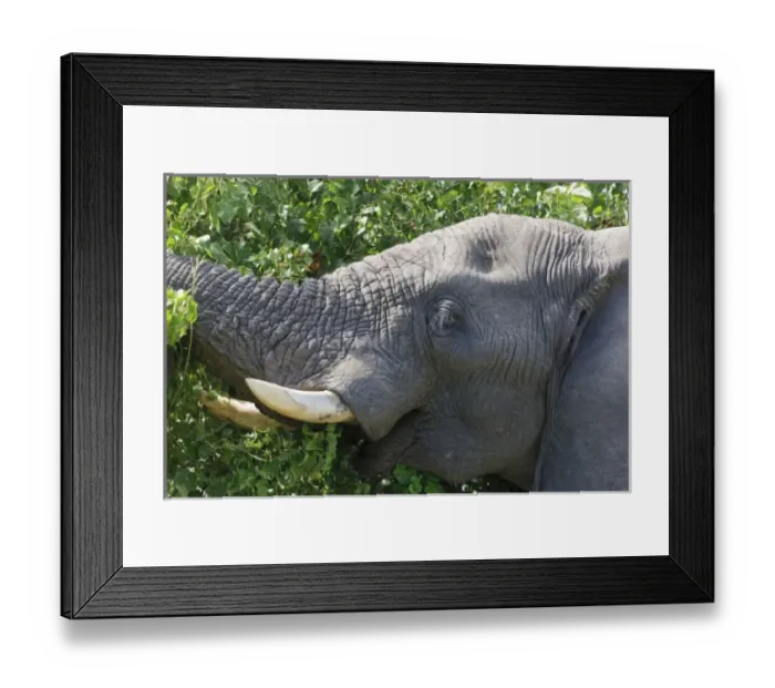 Framed Print : Africa, Botswana Framed Print : Africa, Botswana
