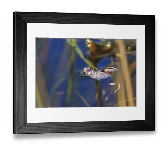 Framed Print : Africa, Botswana Framed Print : Africa, Botswana