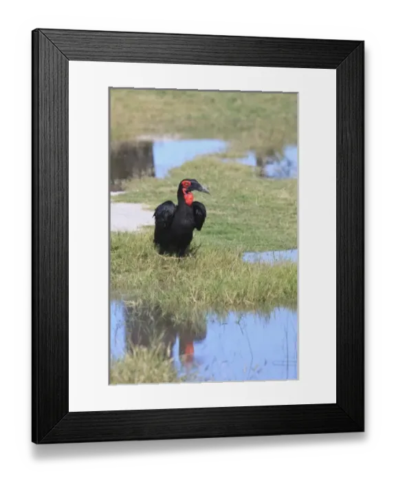 Framed Print : Southern Ground Hornbill in the delta Framed Print : Southern Ground Hornbill in the delta
