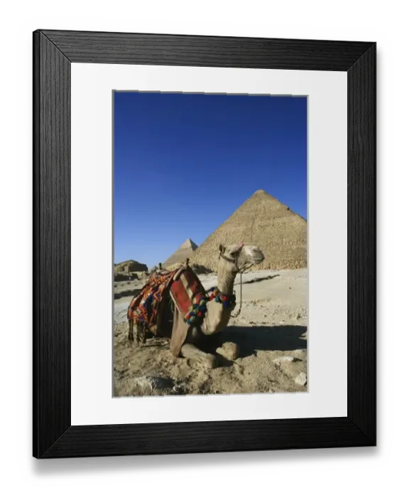 Framed Print : Camel in front of Cheops, The Great Pyramid and distant Khafre or Chephren Framed Print : Camel in front of Cheops, The Great Pyramid and distant Khafre or Chephren