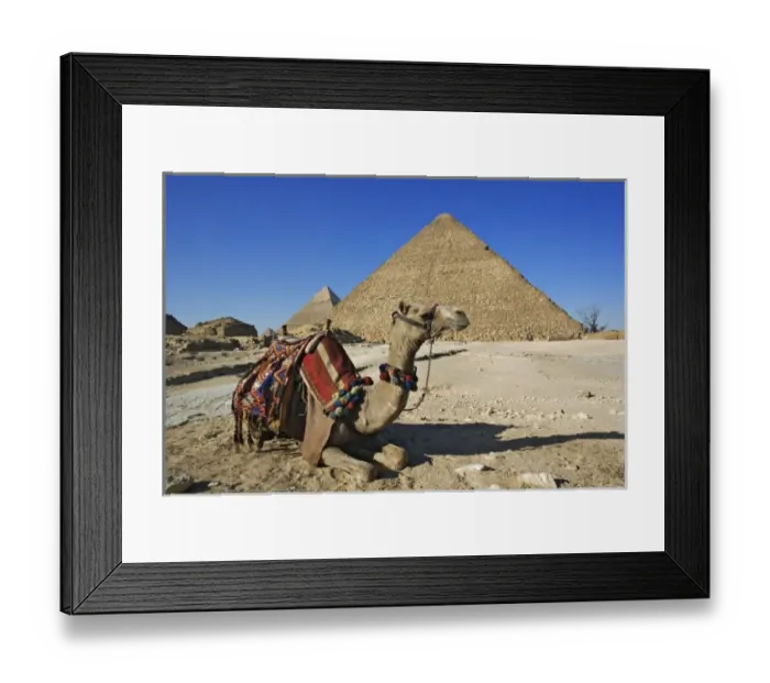 Framed Print : Camel in front of Cheops, The Great Pyramid and distant Khafre or Chephren Framed Print : Camel in front of Cheops, The Great Pyramid and distant Khafre or Chephren