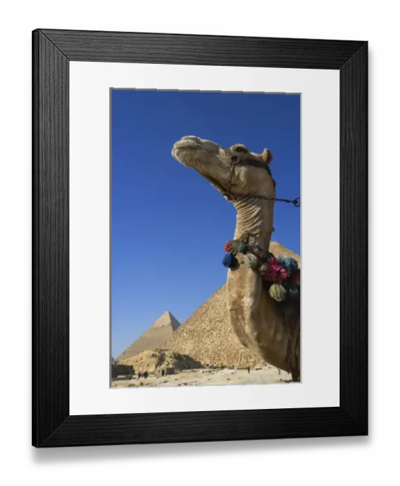Framed Print : Camel in front of Cheops, The Great Pyramid and distant Khafre or Chephren, Giza, Egypt Framed Print : Camel in front of Cheops, The Great Pyramid and distant Khafre or Chephren, Giza, Egypt