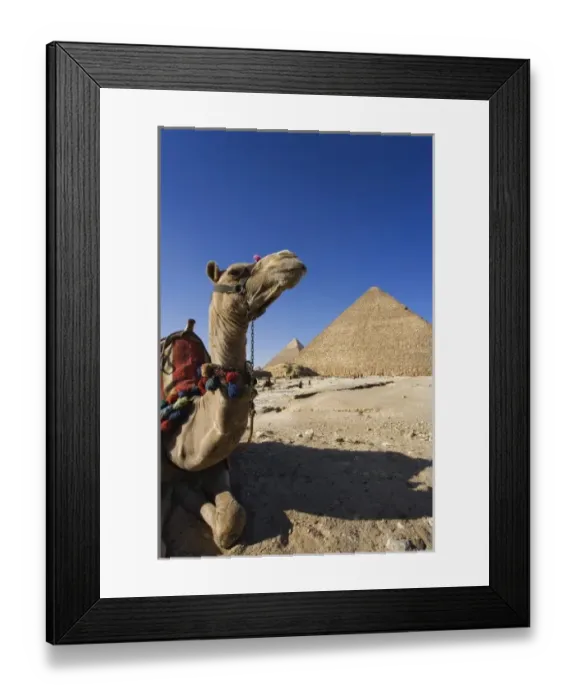 Framed Print : Camel in front of Cheops, The Great Pyramid and Khafre or Chephren Framed Print : Camel in front of Cheops, The Great Pyramid and Khafre or Chephren