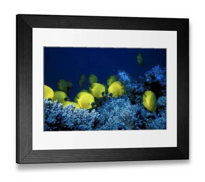 Framed Print : School of Masked Butterflyfish, Chaetodon semilarvatus, Red Sea, Egypt Framed Print : School of Masked Butterflyfish, Chaetodon semilarvatus, Red Sea, Egypt