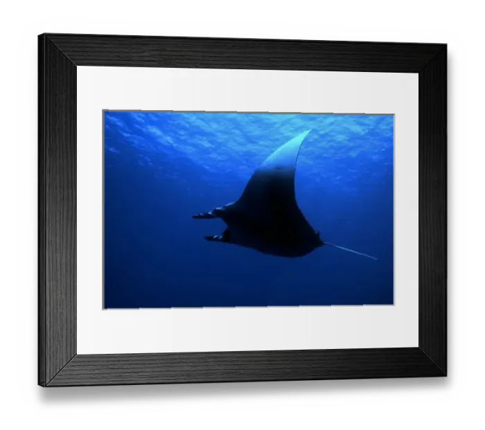 Framed Print : Manta ray, Manta birostris, at Rocky Island, Red Sea, Egypt Framed Print : Manta ray, Manta birostris, at Rocky Island, Red Sea, Egypt
