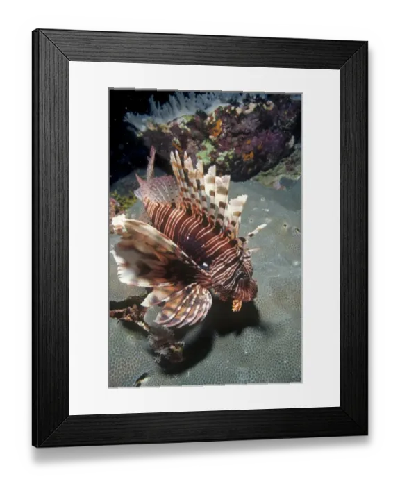 Framed Print : Lionfish (Turkeyfish), Pterois volitans, at Daedalus Reef (Abu el-Kizan), Red Sea, Egypt Framed Print : Lionfish (Turkeyfish), Pterois volitans, at Daedalus Reef (Abu el-Kizan), Red Sea, Egypt
