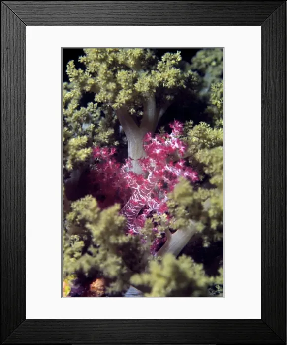 Framed Print : Africa, Egypt Framed Print : Africa, Egypt
