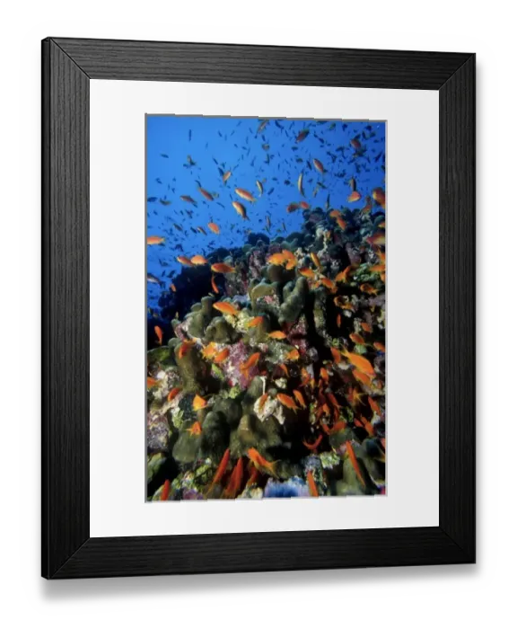 Framed Print : School of Scalefin anthias, Anthias squamipinnis, at Habili Ali (St. Johns Reef area)