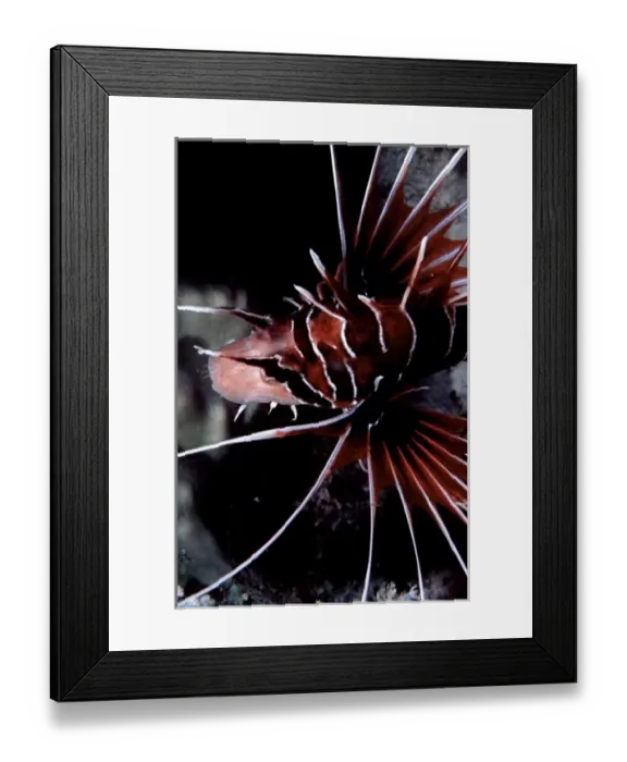 Framed Print : Clearfin lionfish, Pterois radiata, at Siyull Island (Fury Shoal area), Red Sea, Egypt Framed Print : Clearfin lionfish, Pterois radiata, at Siyull Island (Fury Shoal area), Red Sea, Egypt