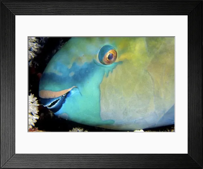 Framed Print : Rusty parrotfish (Scarus ferrugineus), Um Halhla, Red Sea, Egypt