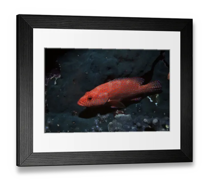 Framed Print : Coral hind, Cephalopholis miniata, at Elphinstone Reef, Red Sea, Egypt
