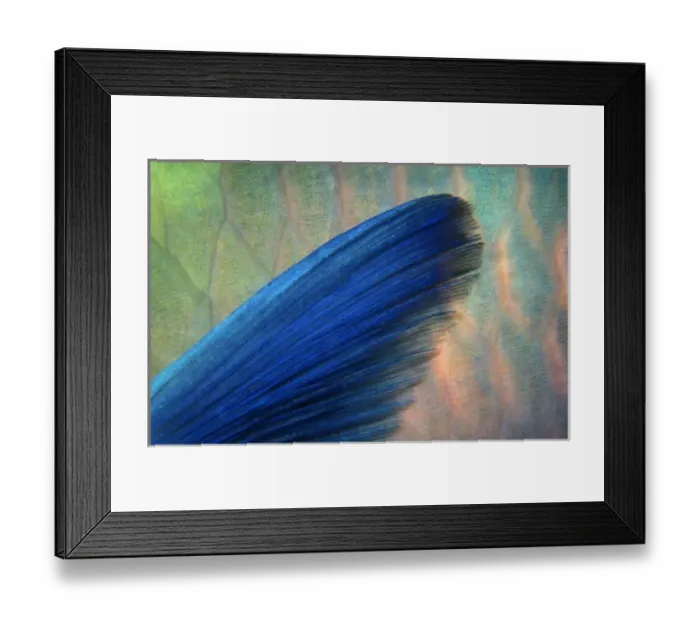 Framed Print : Rusty parrotfish (Scarus ferrugineus) pectoral fin, Um Halhla, Red Sea, Egypt