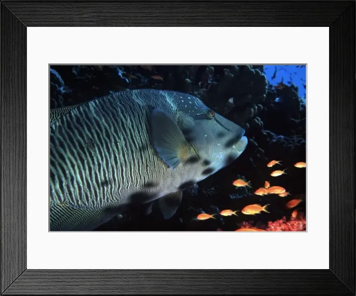 Framed Print : Humphead wrasse, Cheilinus undulatus and anthiases at Elphinstone Reef, Red Sea, Egypt Framed Print : Humphead wrasse, Cheilinus undulatus and anthiases at Elphinstone Reef, Red Sea, Egypt