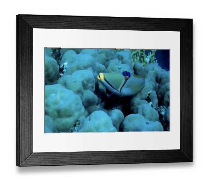 Framed Print : Arabian Picasso triggerfish, Rhinecanthus assasi, Panorama Reef (Abu Alama), Red Sea Framed Print : Arabian Picasso triggerfish, Rhinecanthus assasi, Panorama Reef (Abu Alama), Red Sea