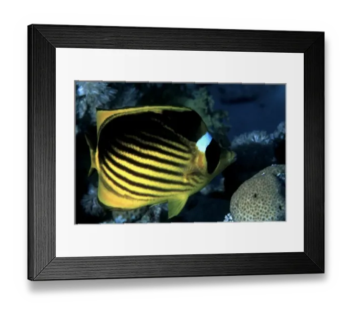 Framed Print : Red Sea Racoon butterflyfish, Chaetodon fasciatus, Abu Soma Arbaa (Safaga area), Red Sea Framed Print : Red Sea Racoon butterflyfish, Chaetodon fasciatus, Abu Soma Arbaa (Safaga area), Red Sea